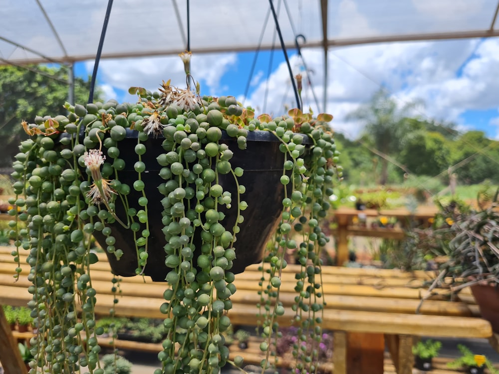 a plant with green leaves