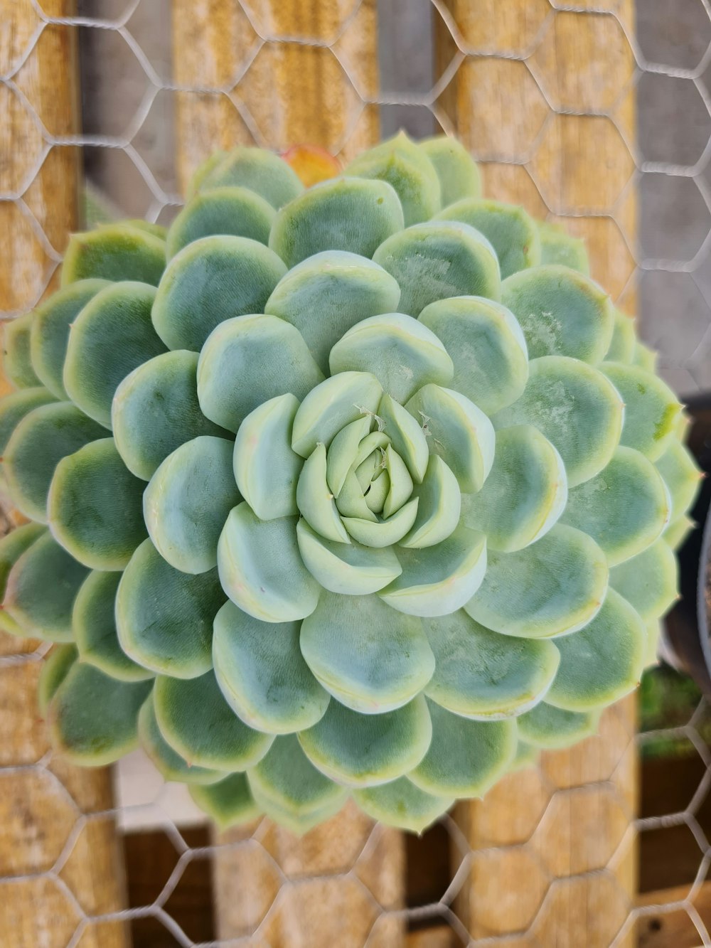 a plant with green leaves