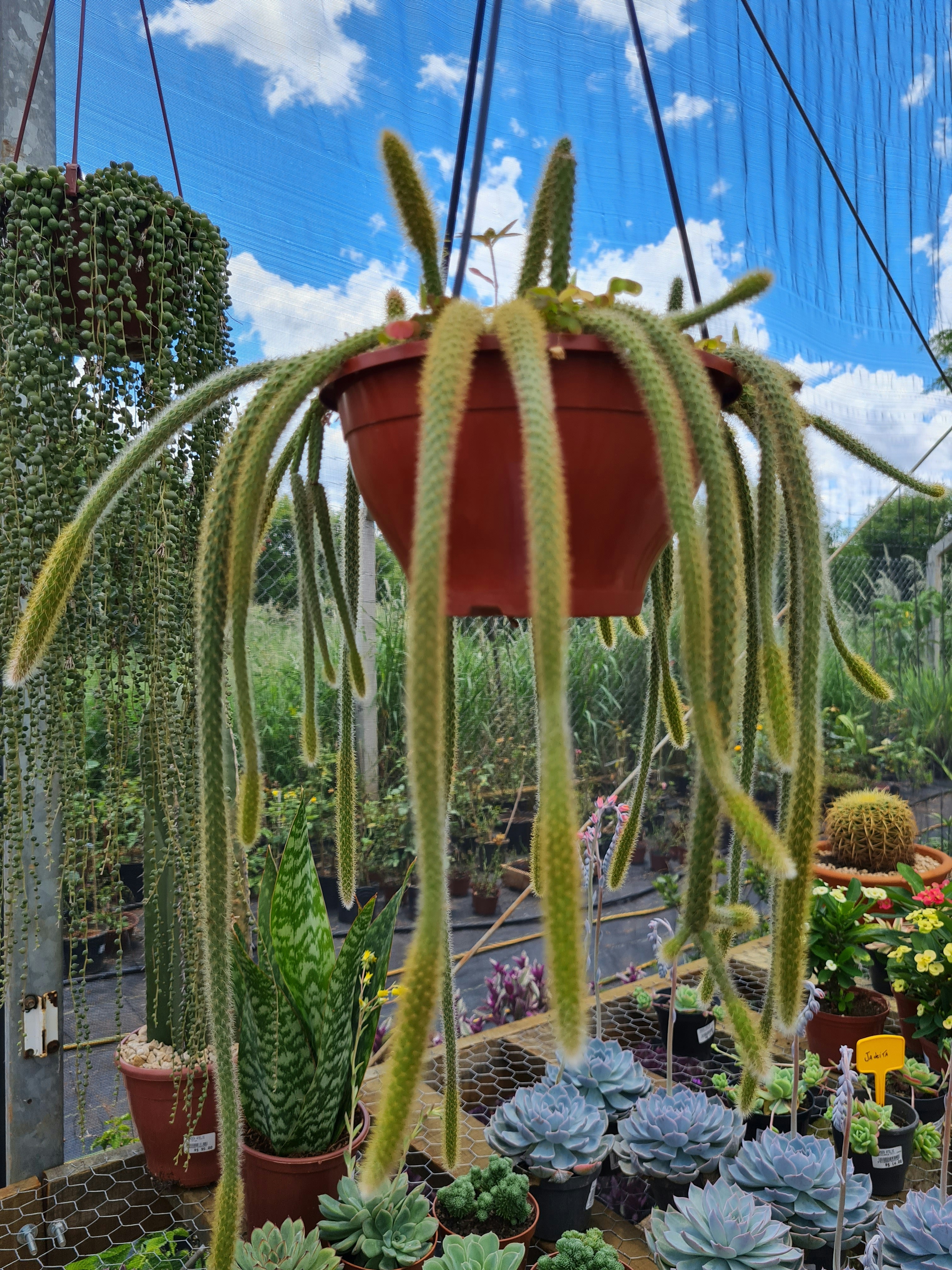 a large plant with many leaves