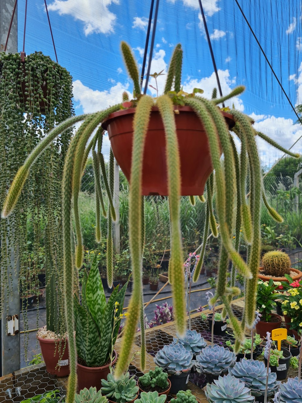 a large plant with many leaves