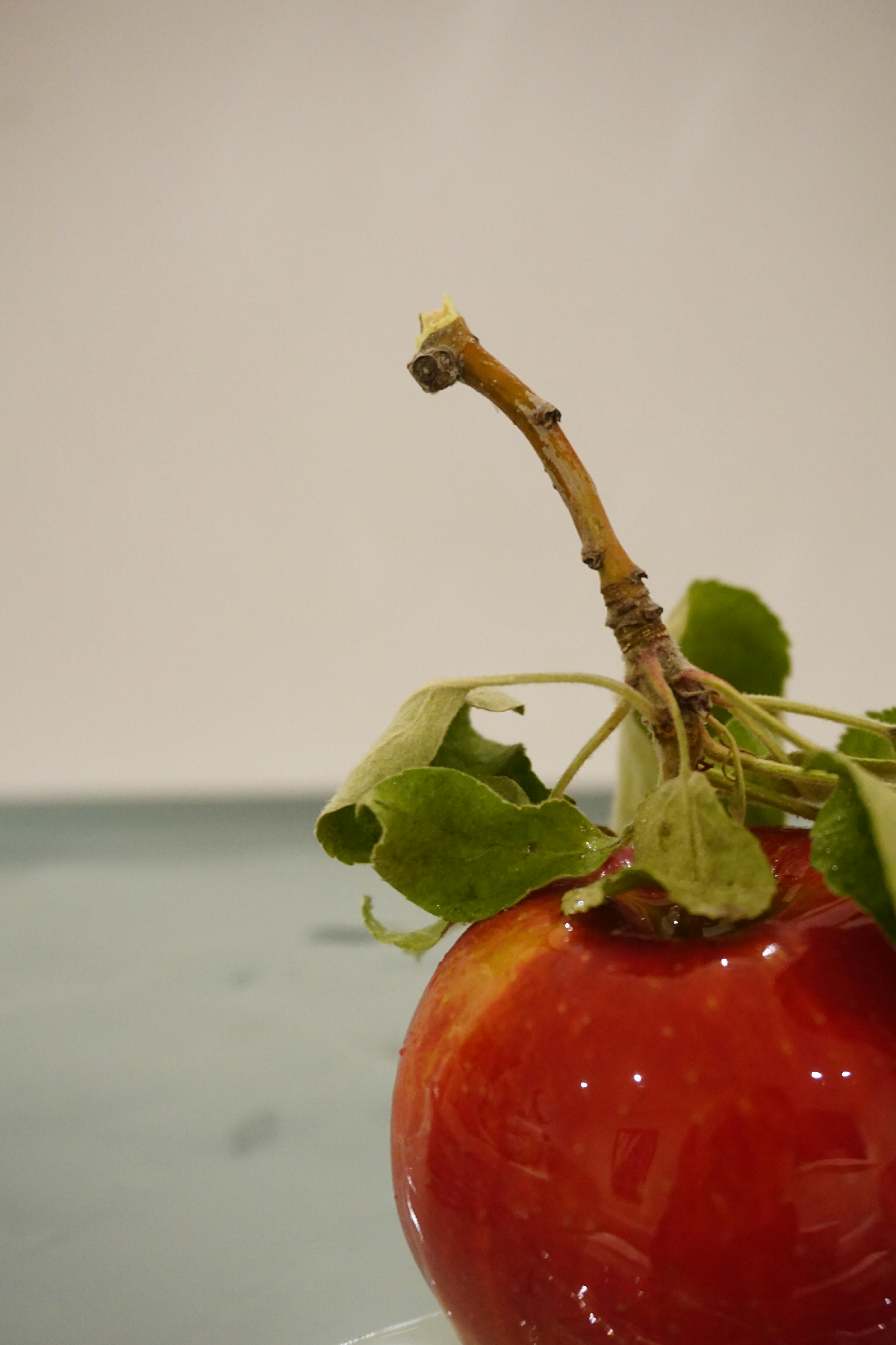 a plant growing out of a tomato