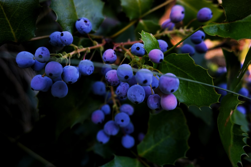 a close up of some berries