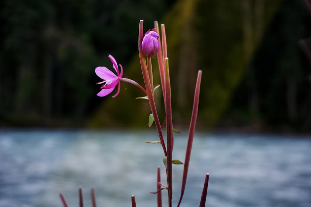 a close-up of a flower