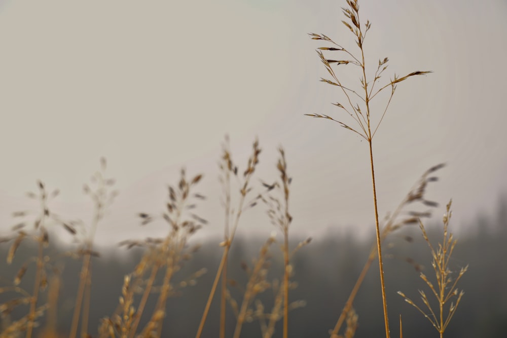 a group of wheat plants