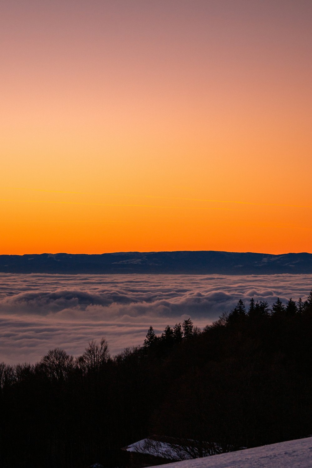 Un coucher de soleil sur une forêt