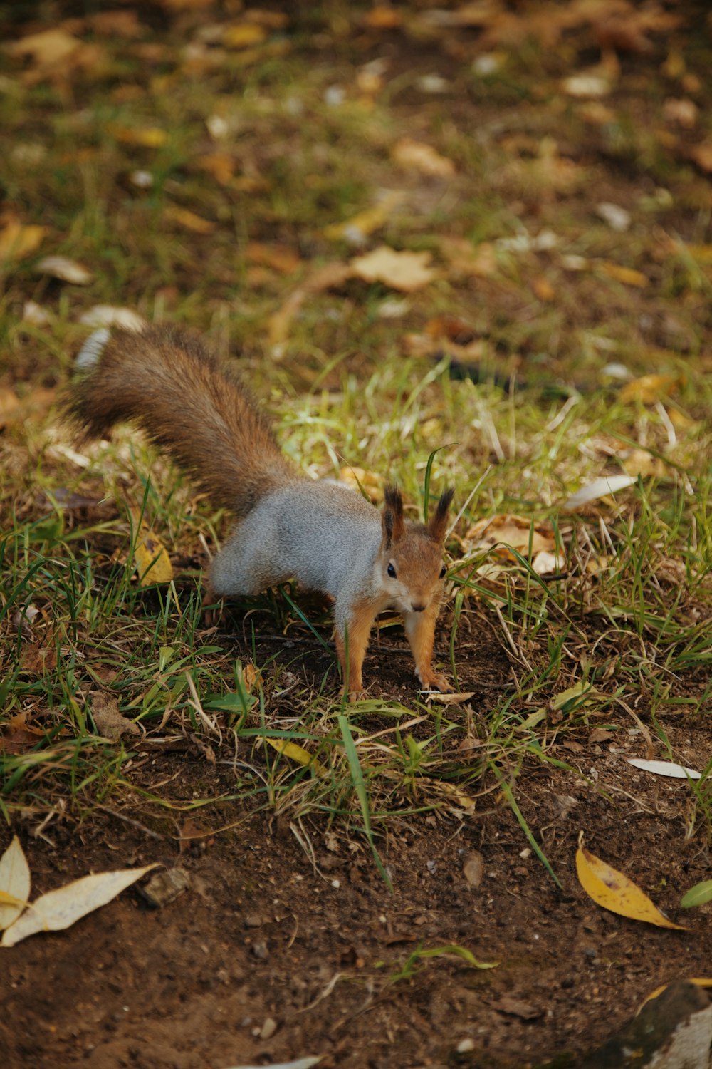 a squirrel eating a nut