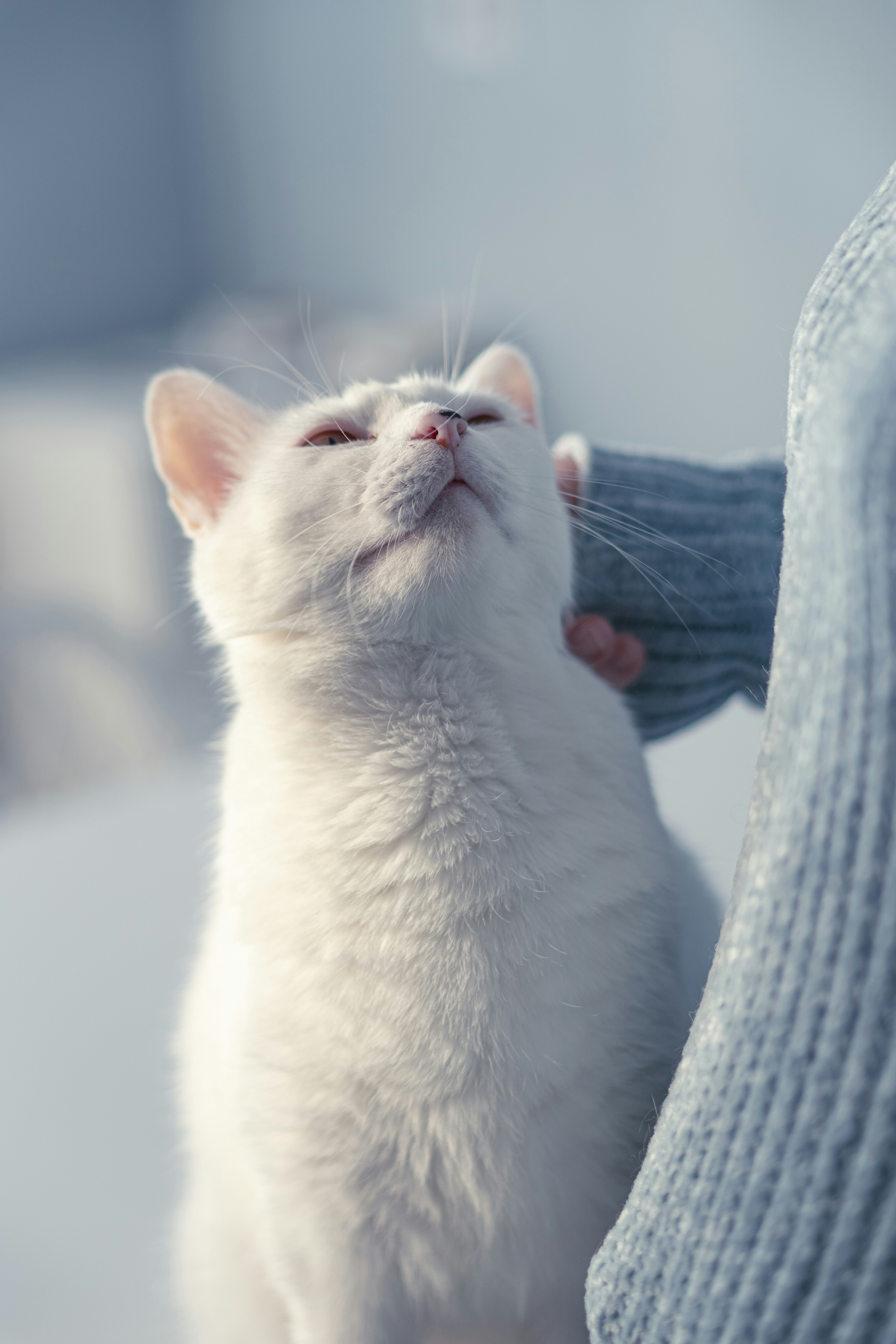 a white rodent on a person's lap