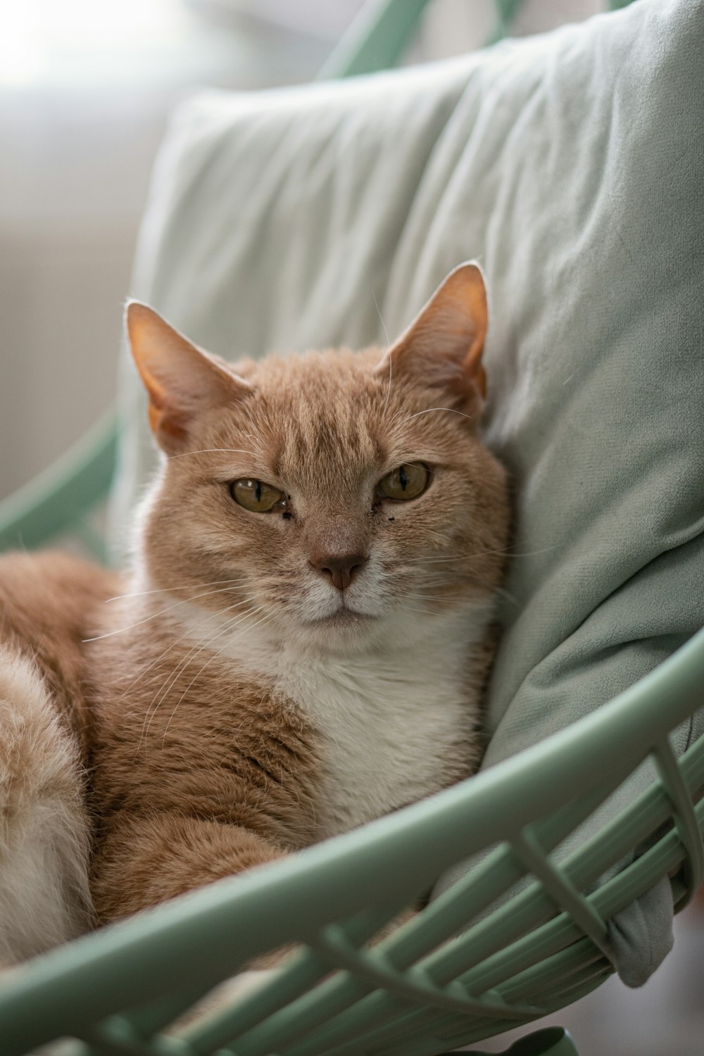 a cat sitting on a chair