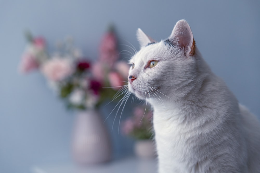 a cat looking at a vase of flowers