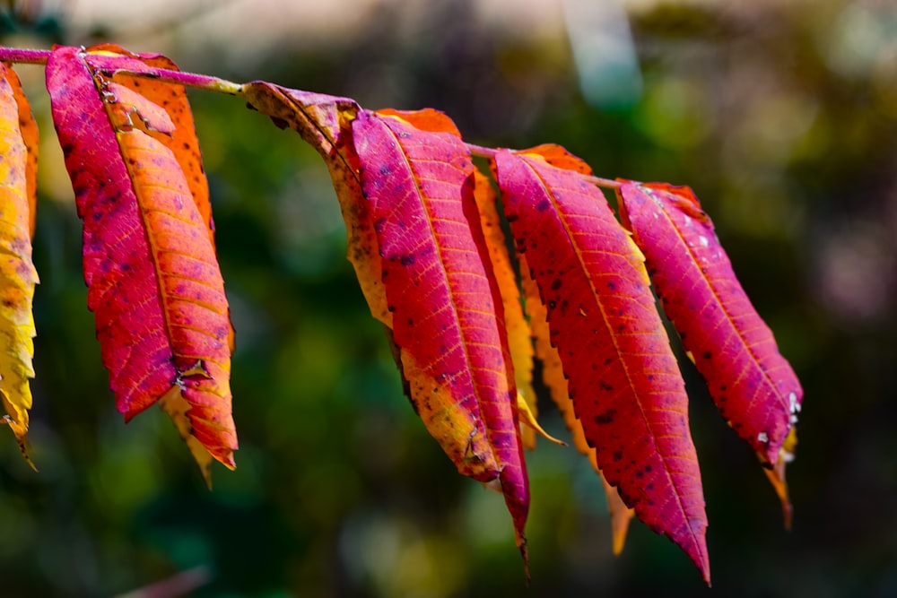 a close up of a leaf