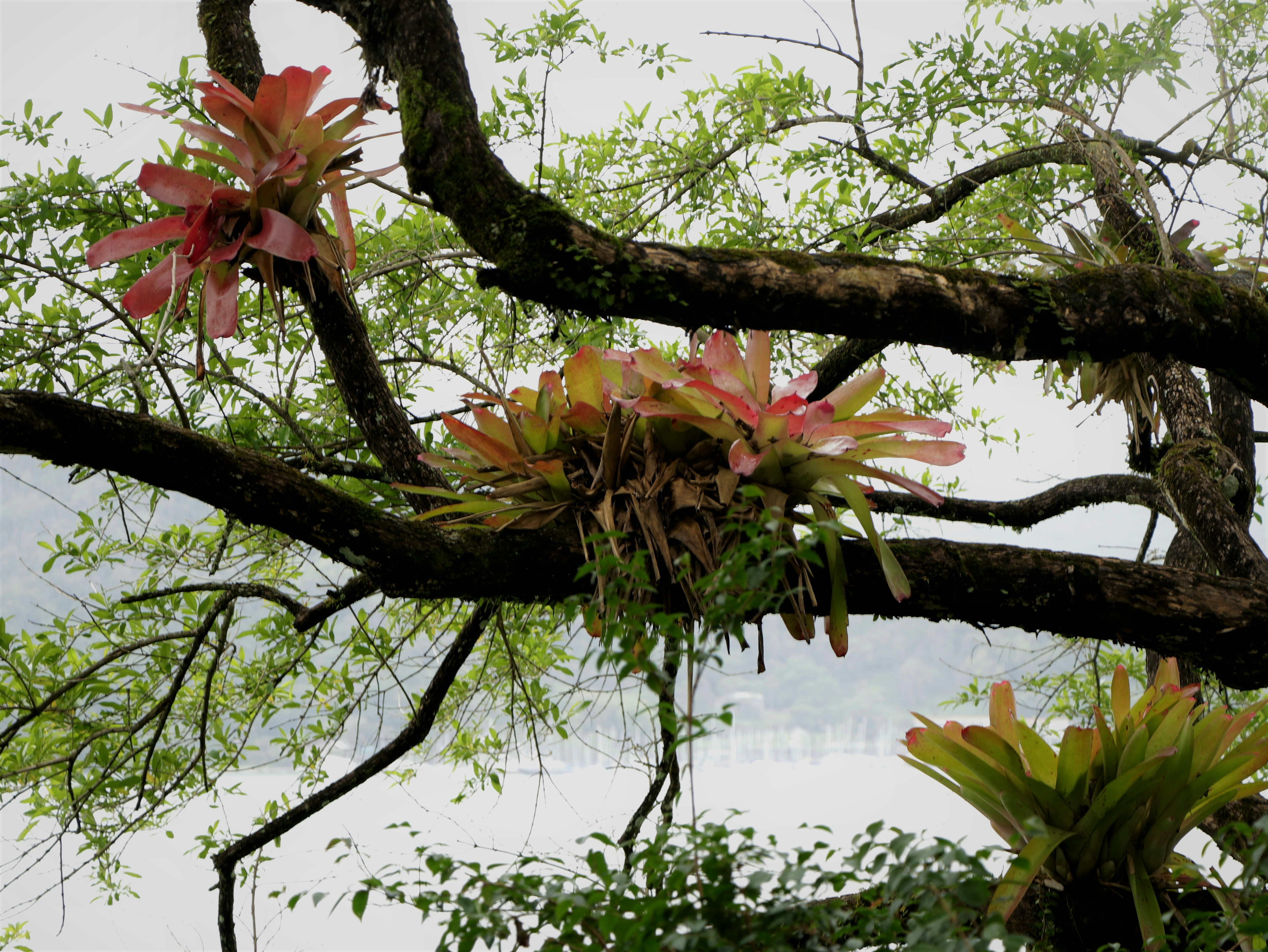 Epiphytes in the Cloud Forest Sky Walk Canopy: 2,000+ Plants Growing on One Tree - cloud forest sky walk canopy