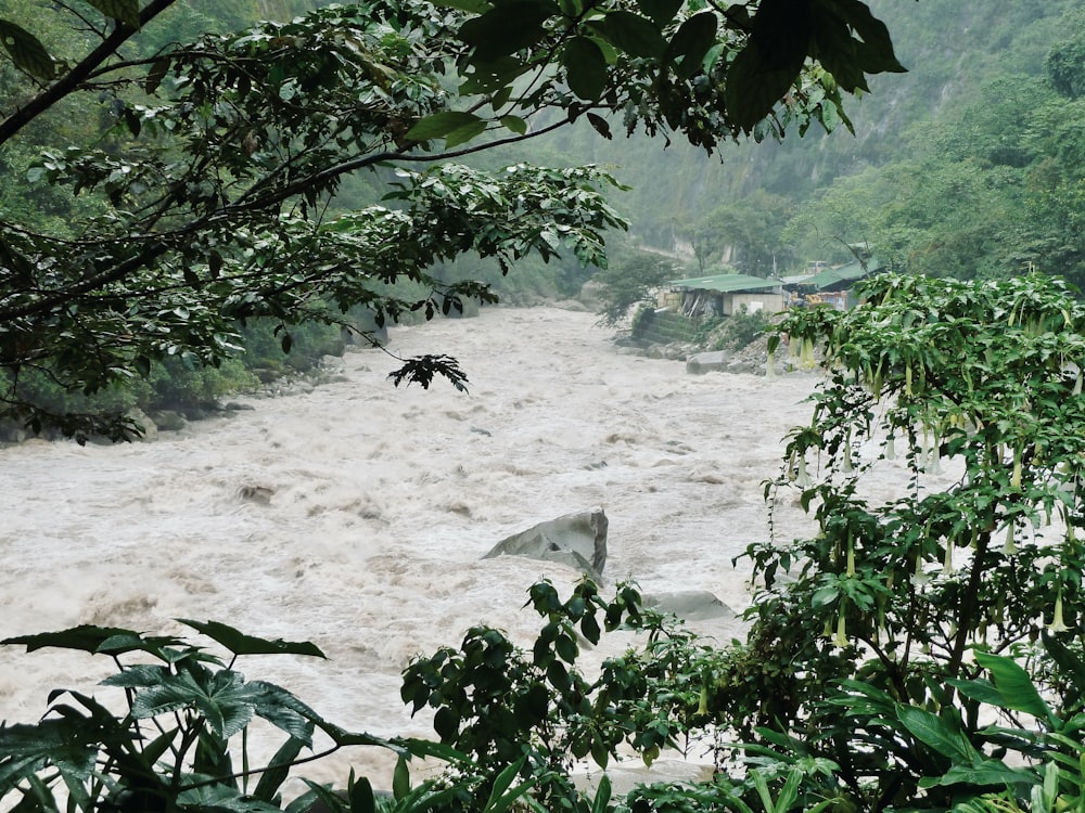 a river with a bridge and trees