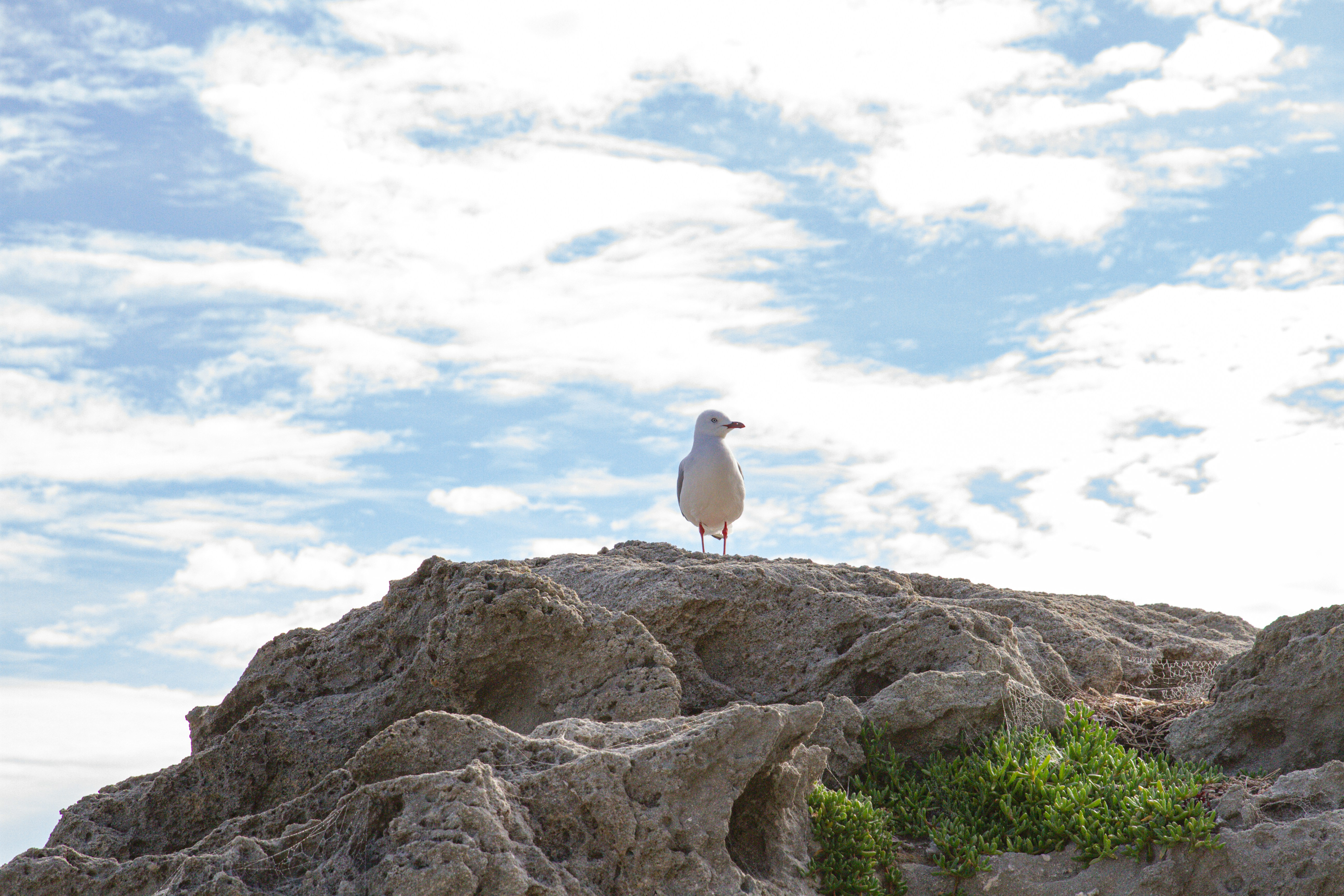 a bird standing on a rock