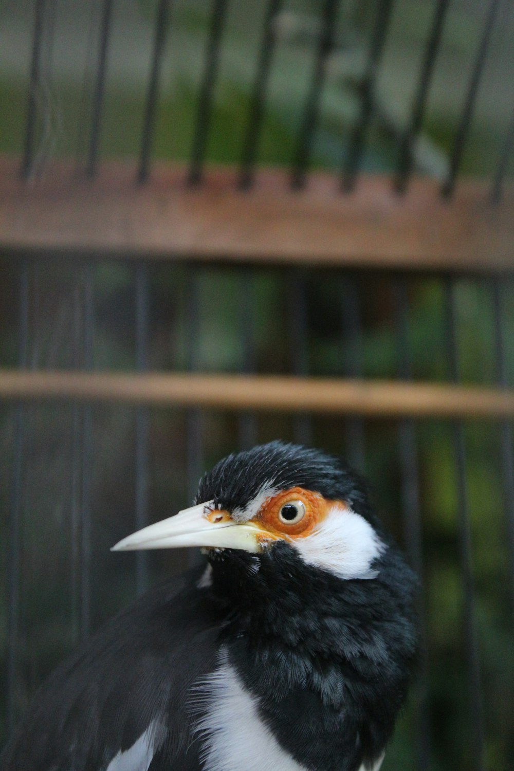 a bird with a yellow beak