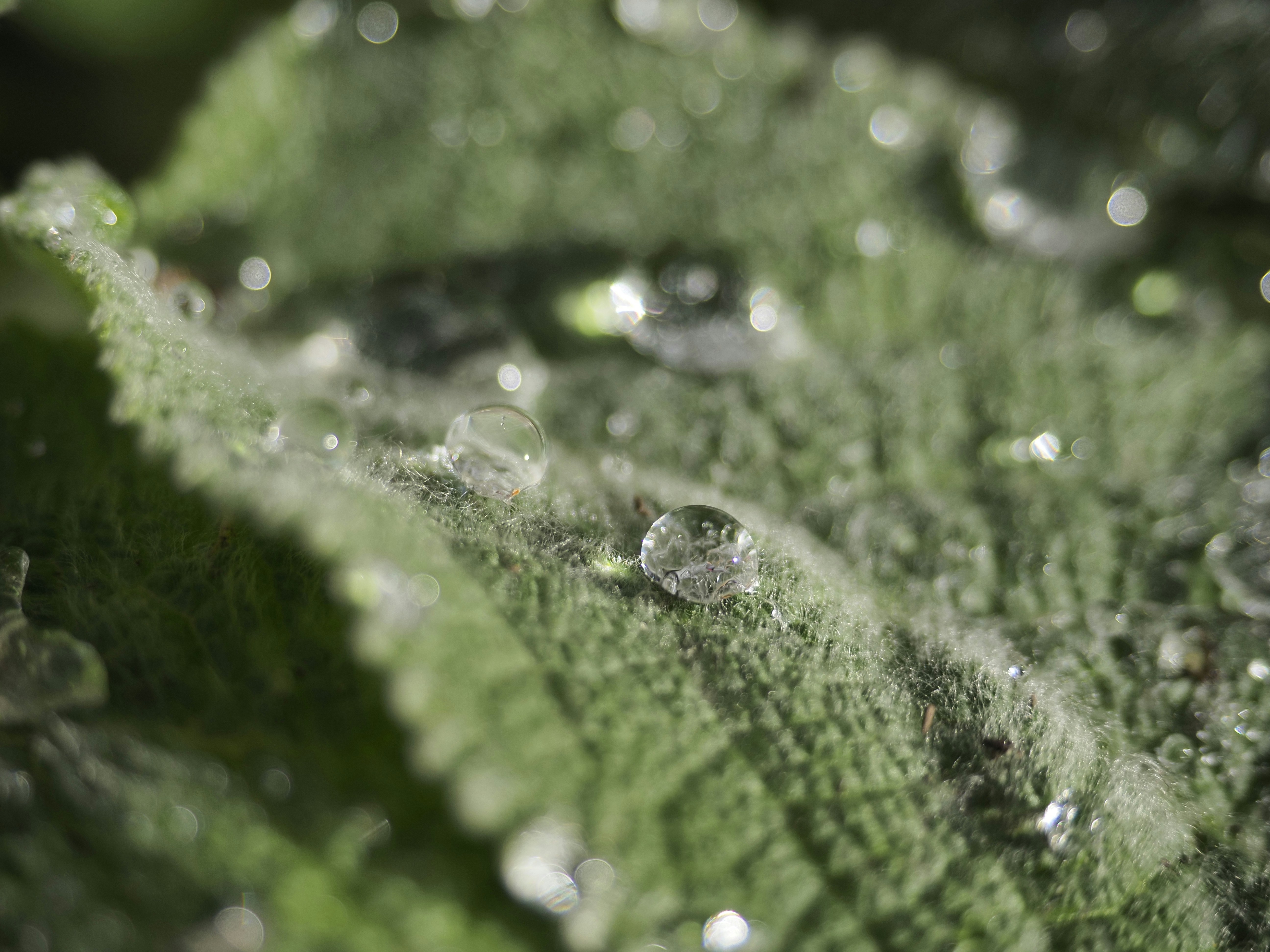 Photo by adelina_photos