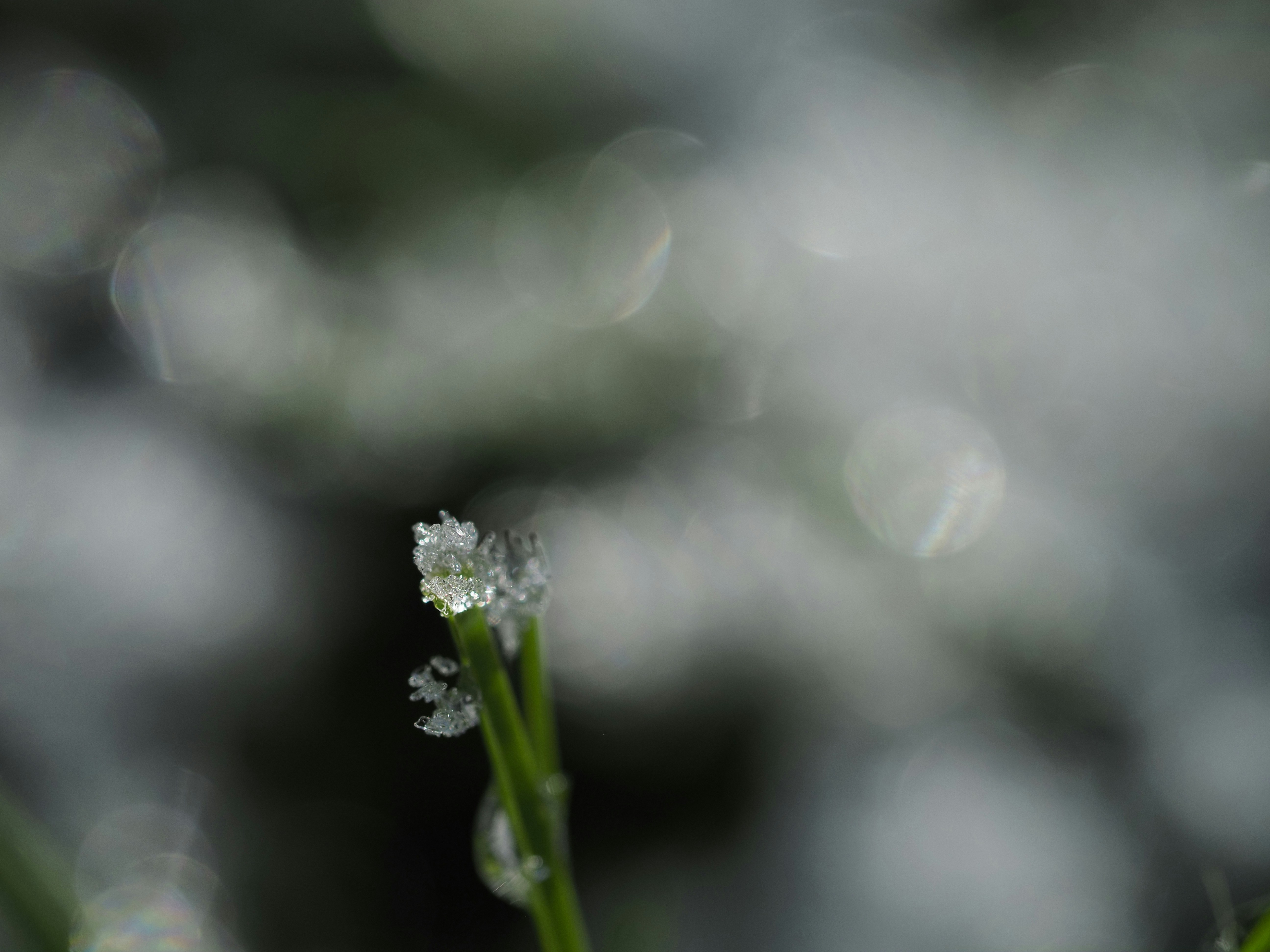 Photo by adelina_photos