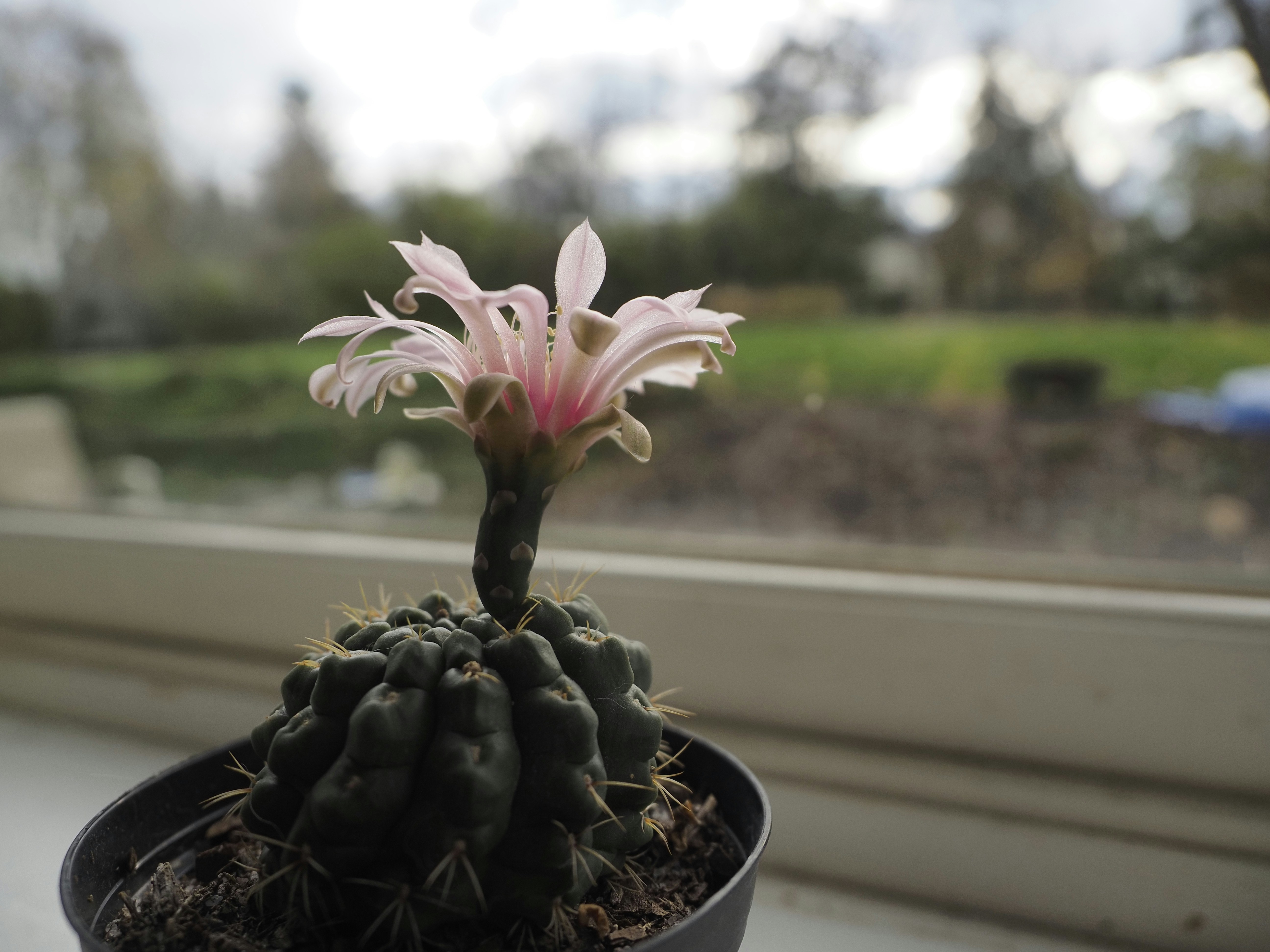 Small round cactus - Ferocactus Glaucescens adds elegance and beauty to any home decor