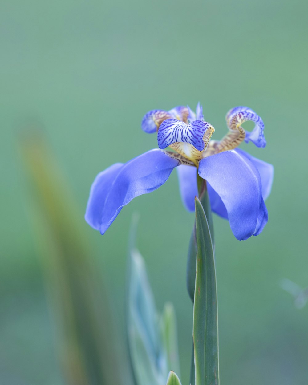 a blue flower with a yellow center