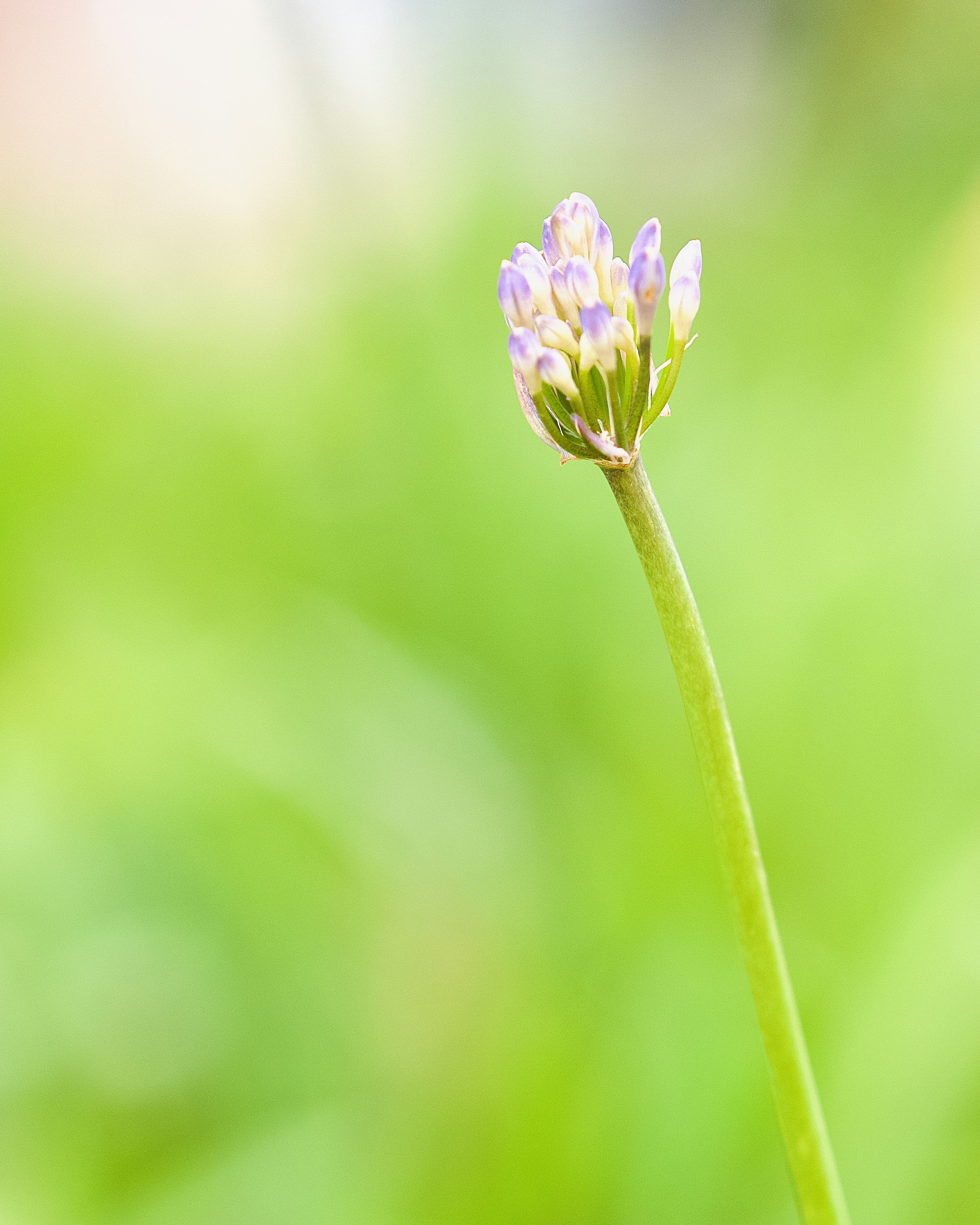 Photo by alanalencar