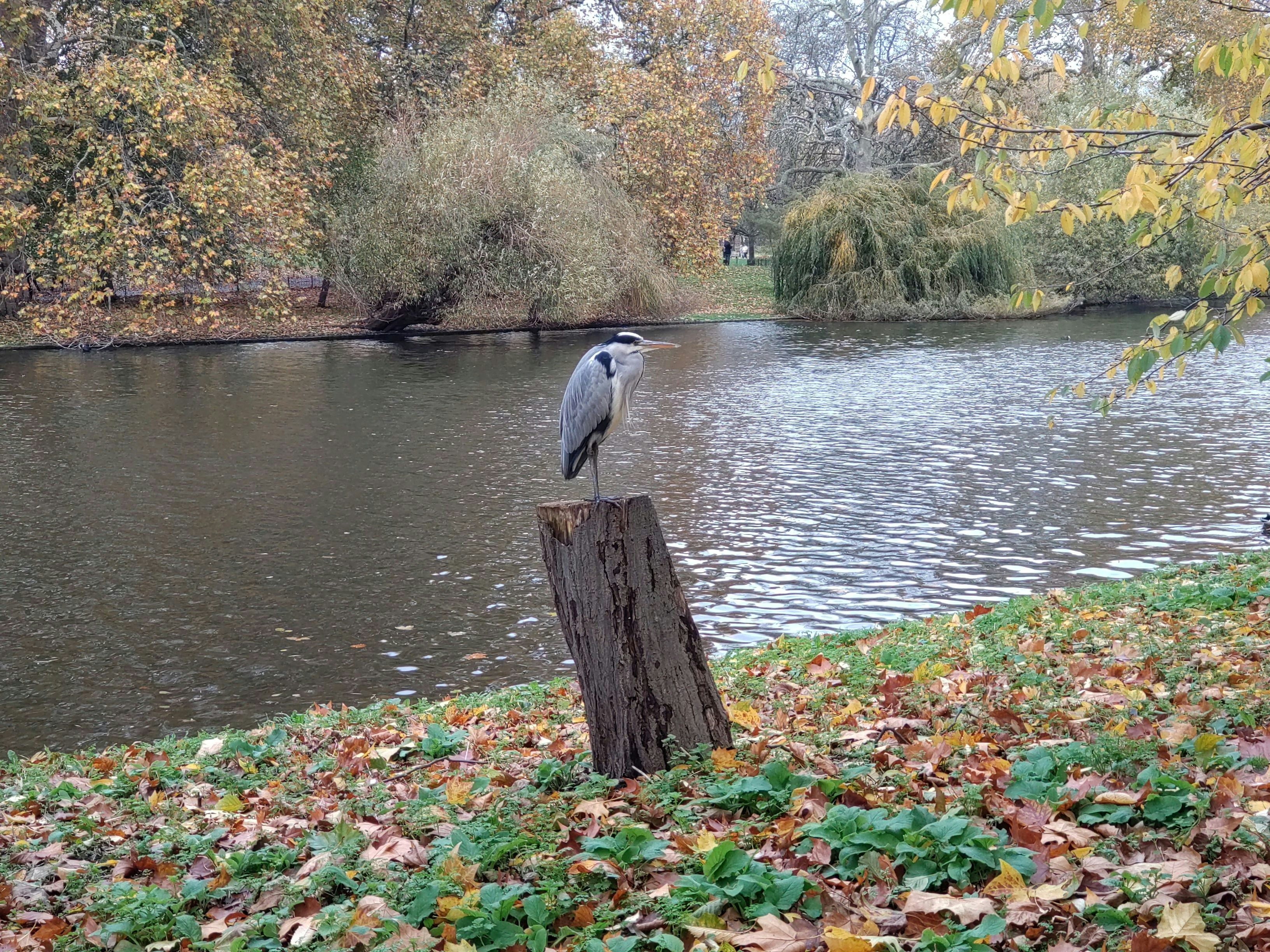 Hickman Park