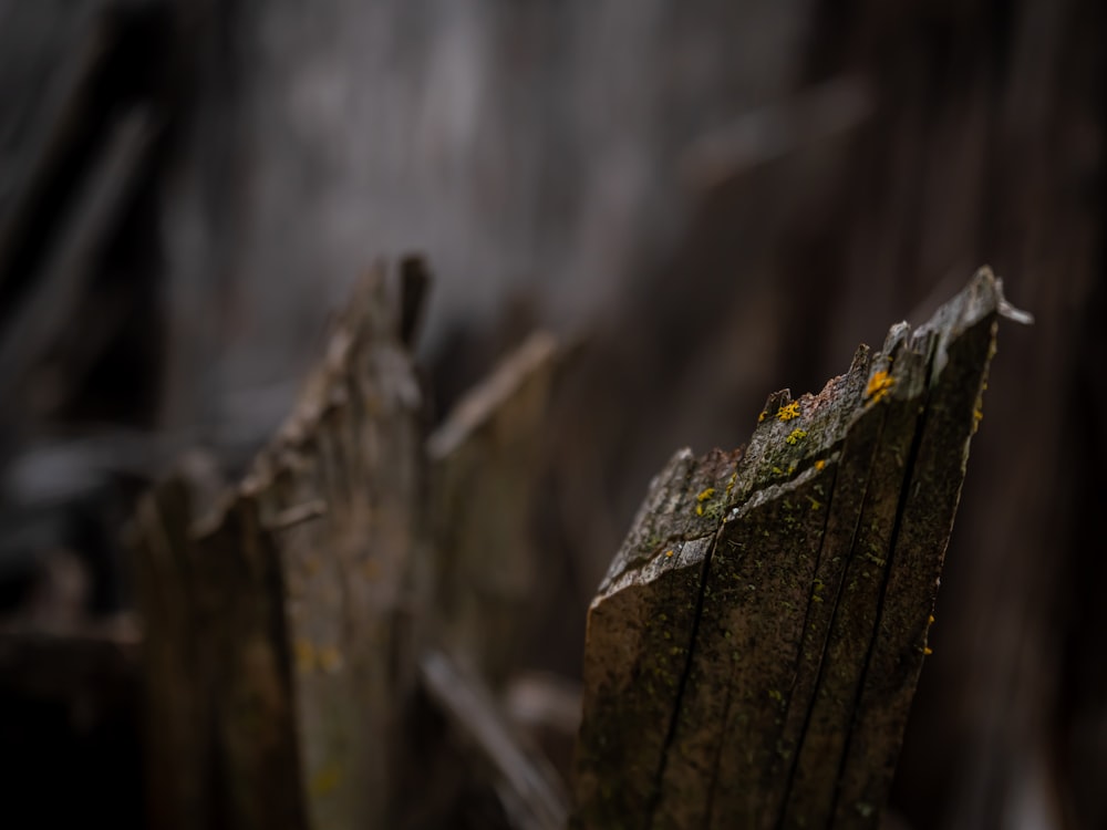 a spider on a log