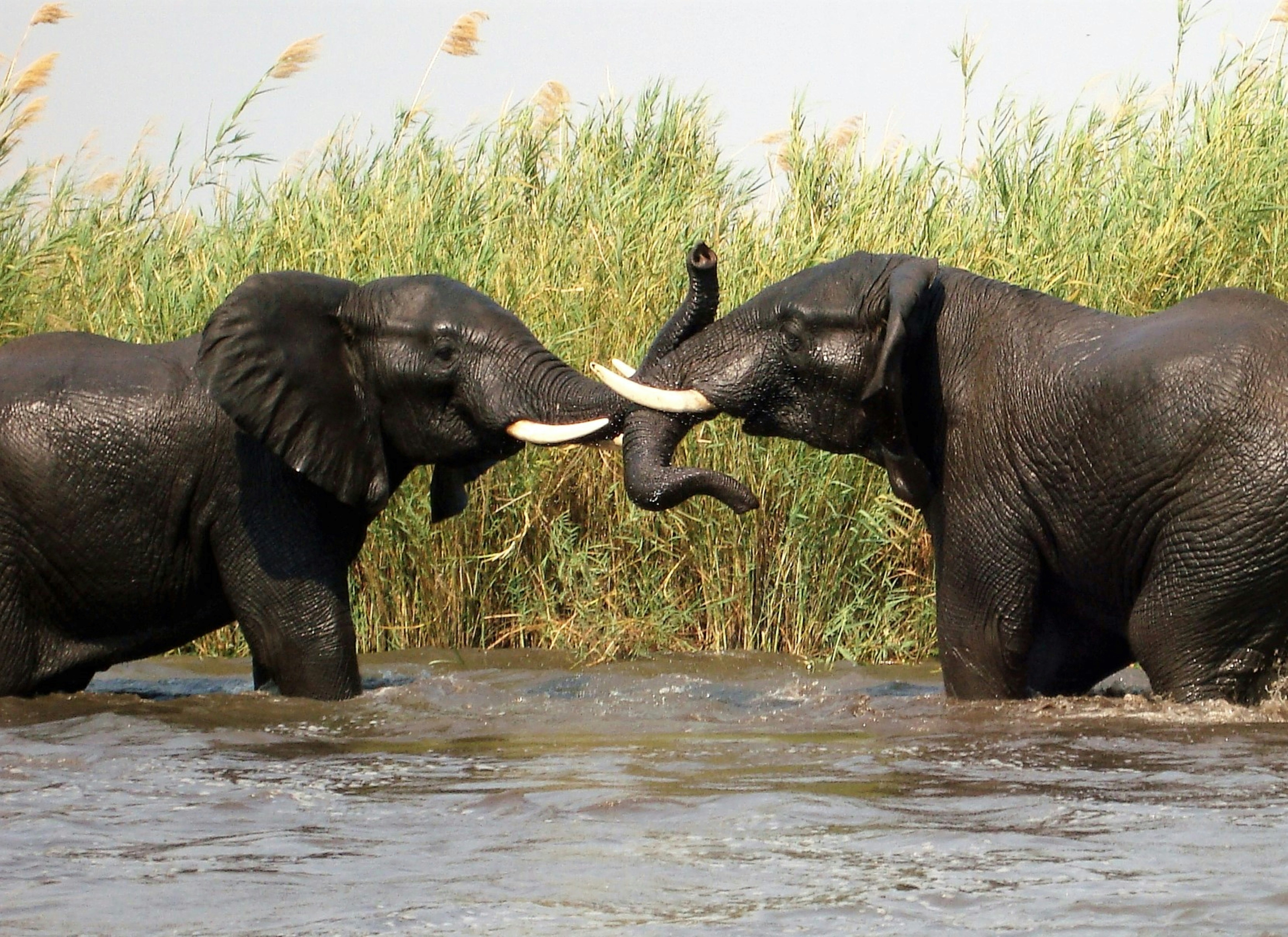 Photo by craigmanners_com