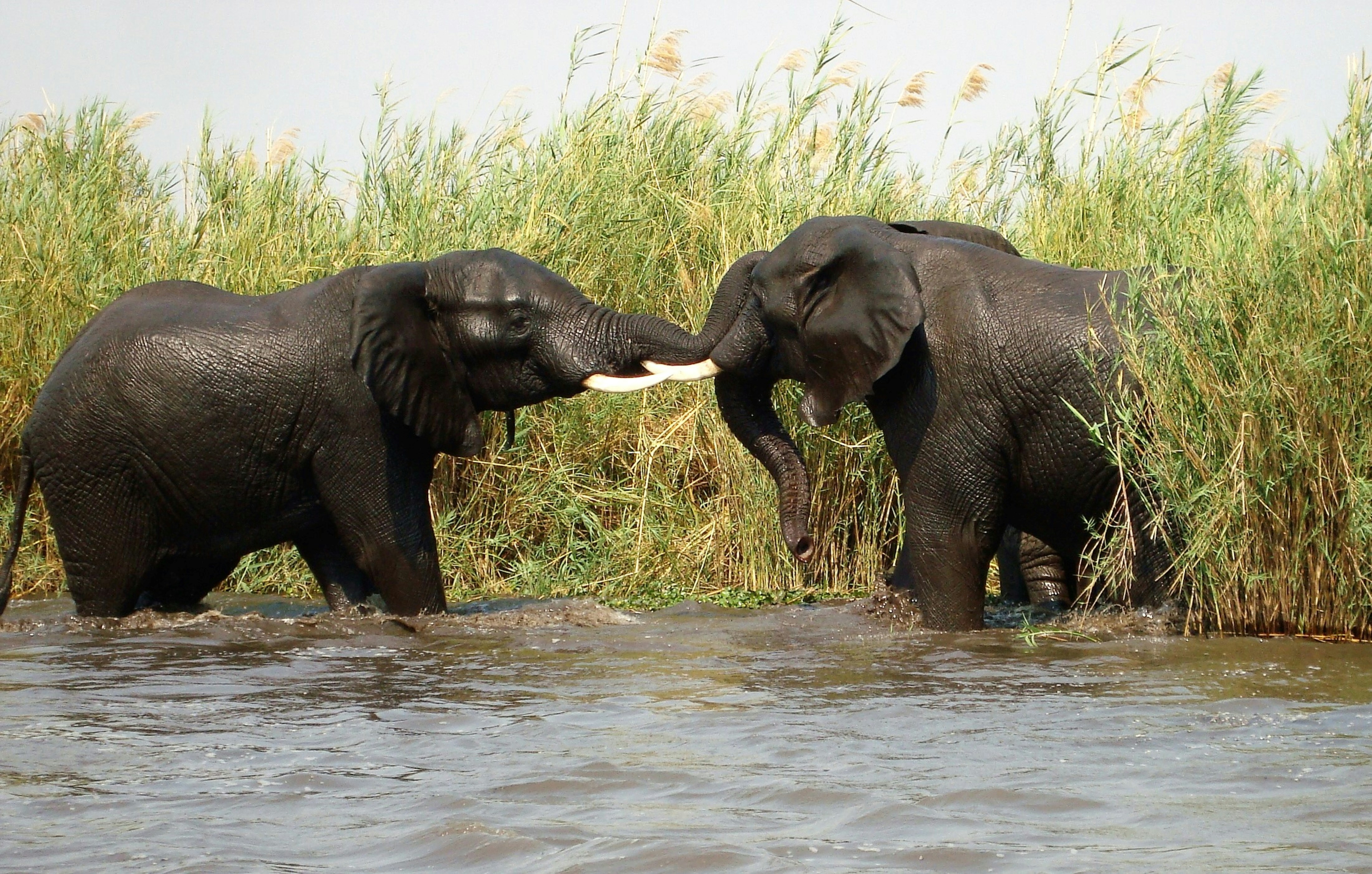 Photo by craigmanners_com