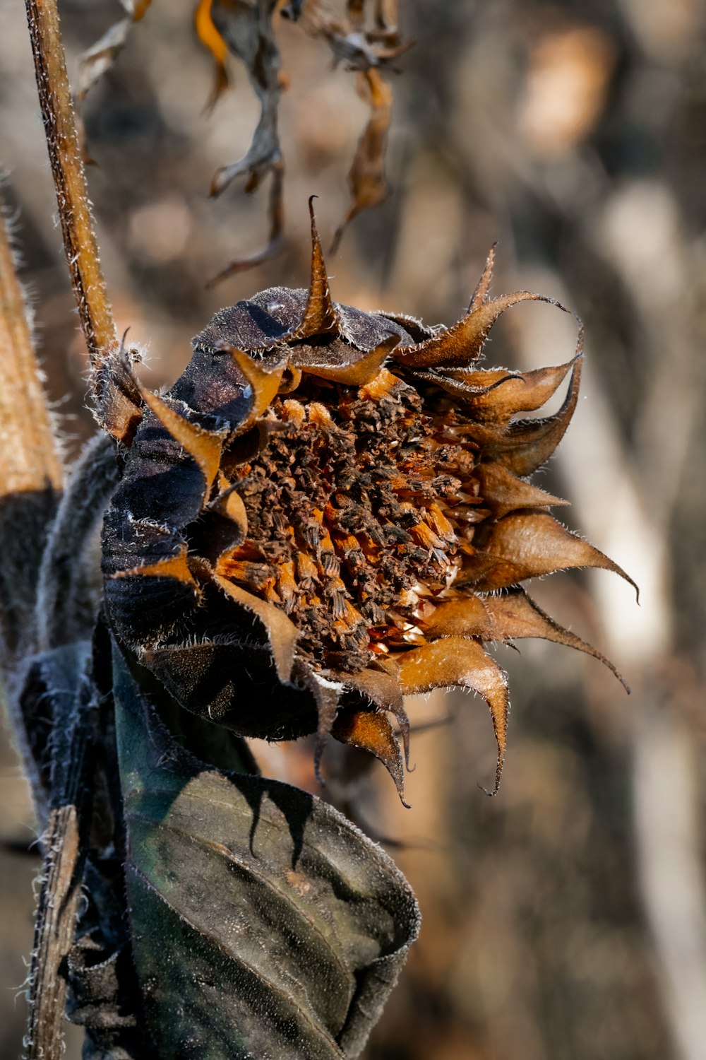 Un primer plano de una araña