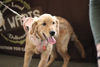 a dog with its tongue out