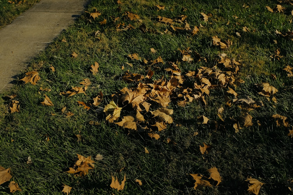 a pile of leaves on grass