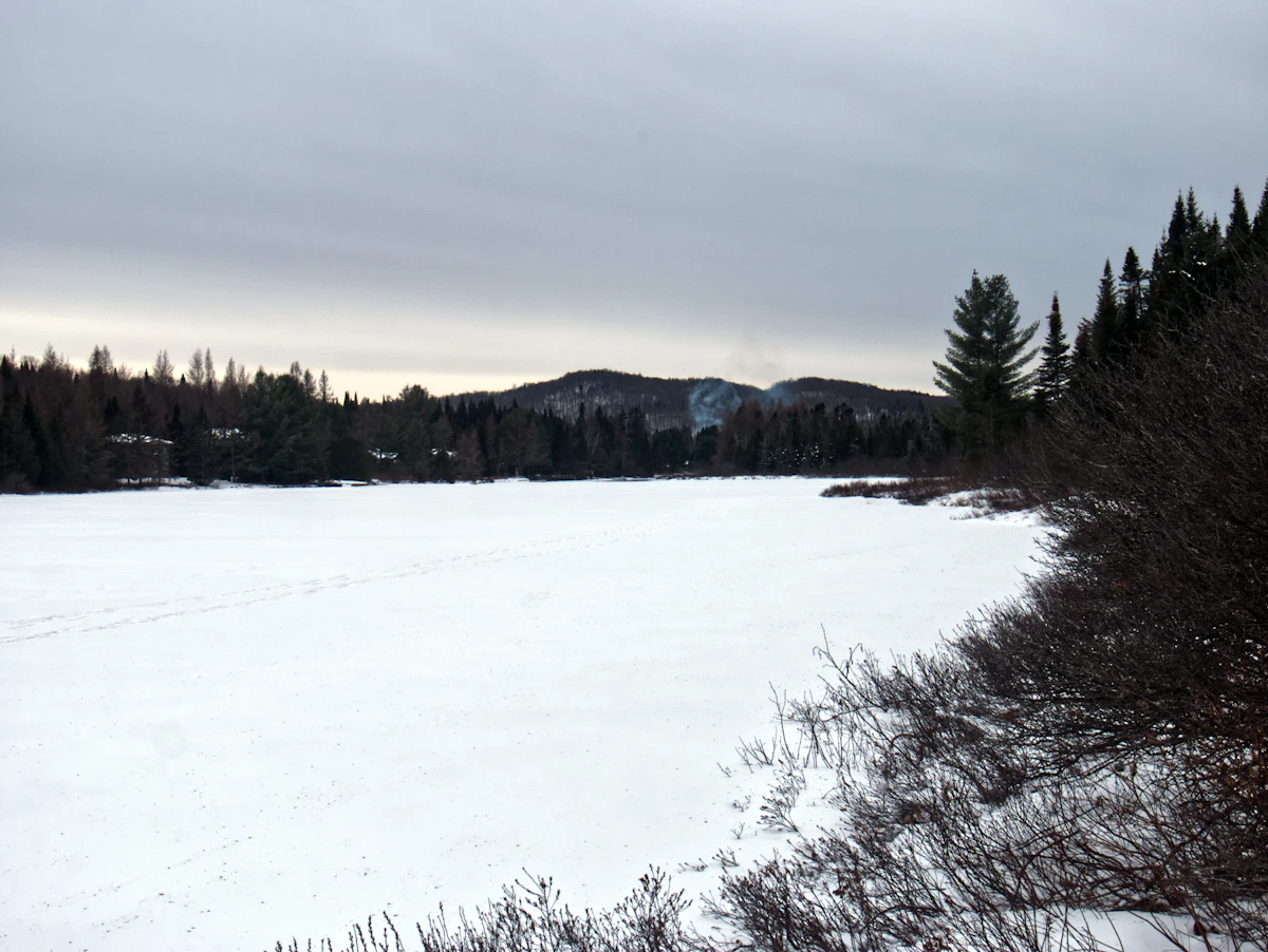 Frozen lake surrounded by forest in winter