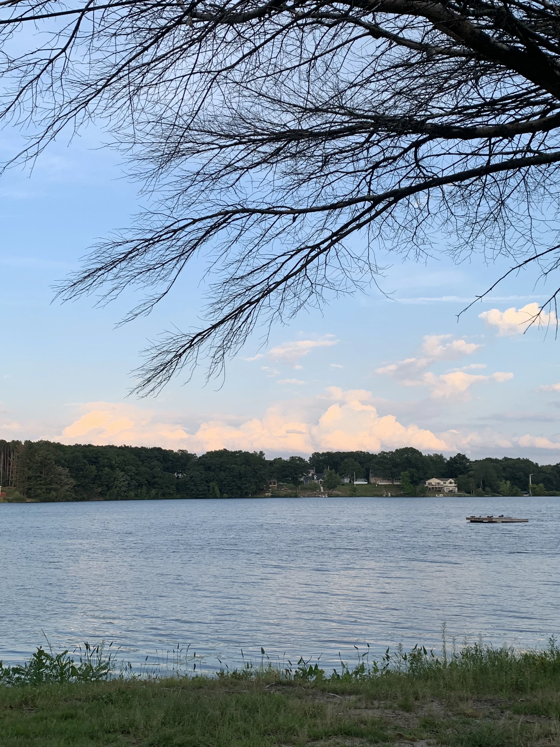 a tree next to a body of water
