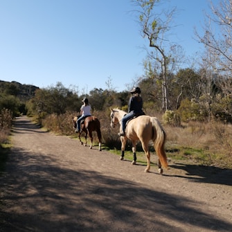 Two people are horseback riding on a dirt path surrounded by trees and shrubs. The sky is clear and blue, indicating a sunny day. The riders are moving away from the viewer, with one on a brown horse and the other on a light-colored horse.