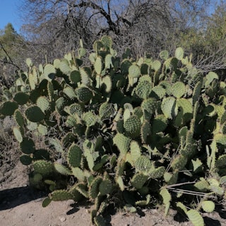 a large green plant