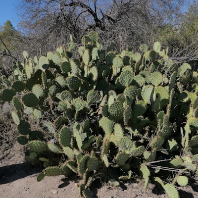 a large green plant