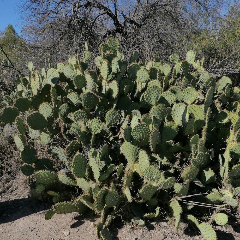 a large green plant