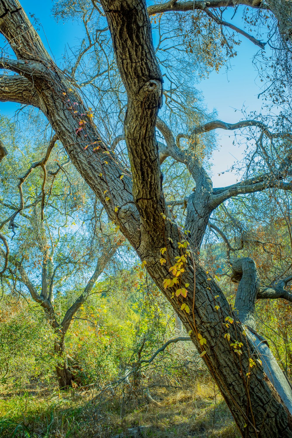 a tree with many branches