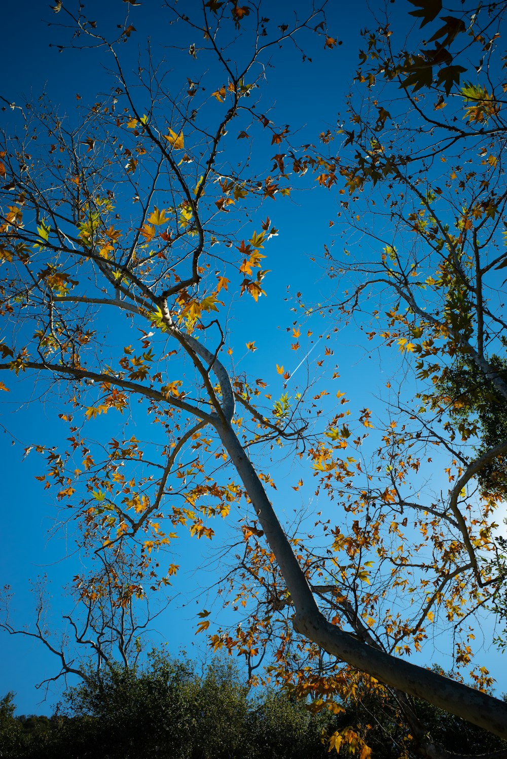 a tree with yellow leaves