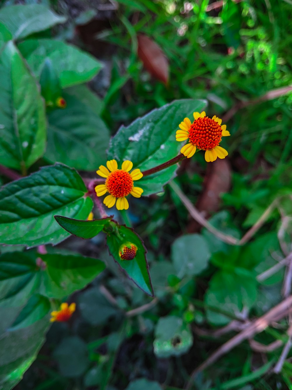 Un grupo de flores en una planta