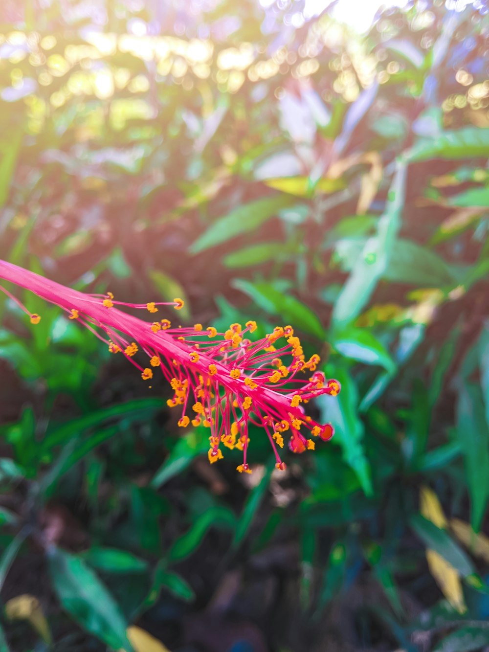 una flor roja y amarilla