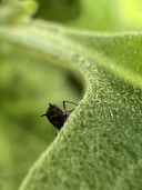 a black beetle on a leaf