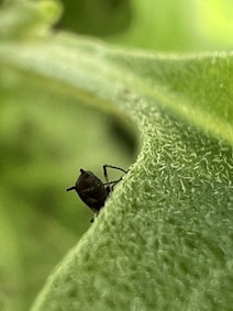 a black beetle on a leaf