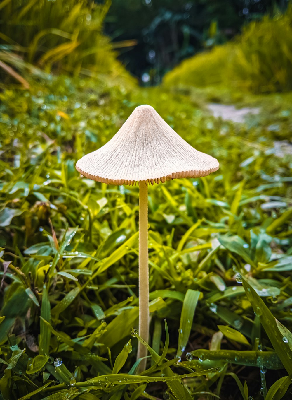 Un pequeño hongo blanco sentado en la cima de un exuberante campo verde