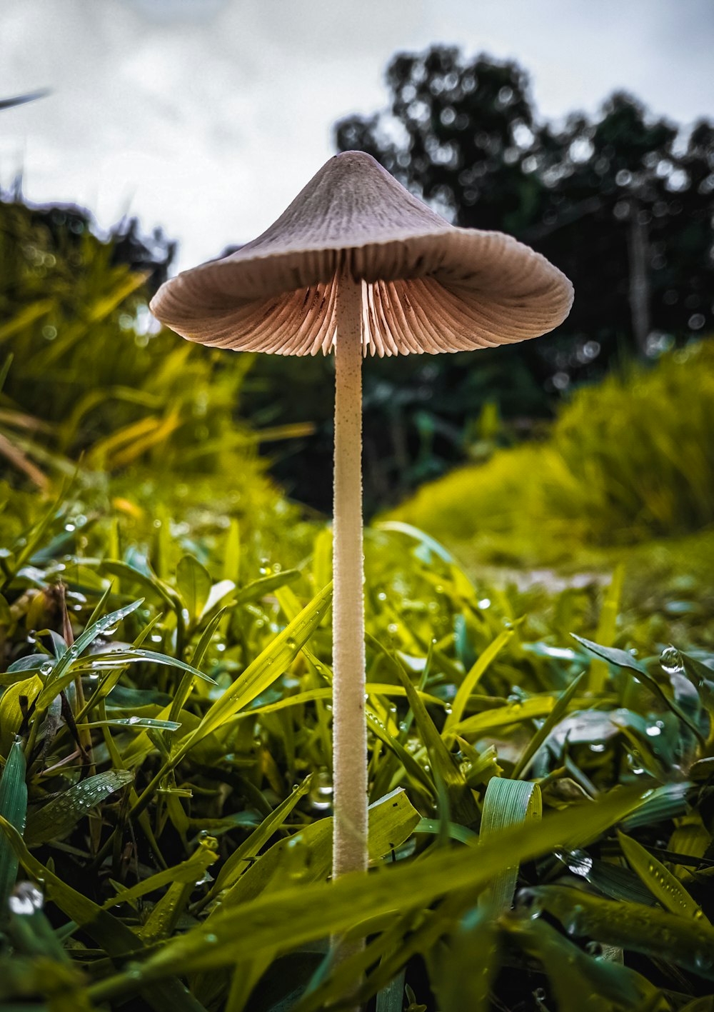 a mushroom growing in a forest