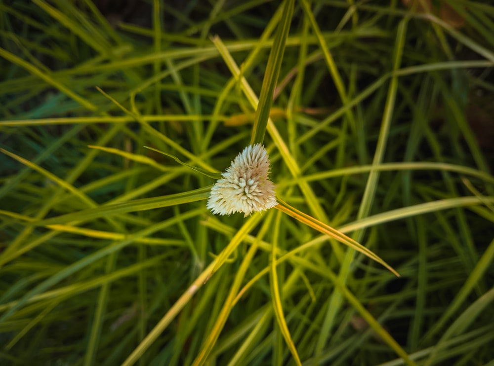 Una flor blanca en la hierba