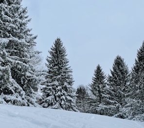 a snowy landscape with trees