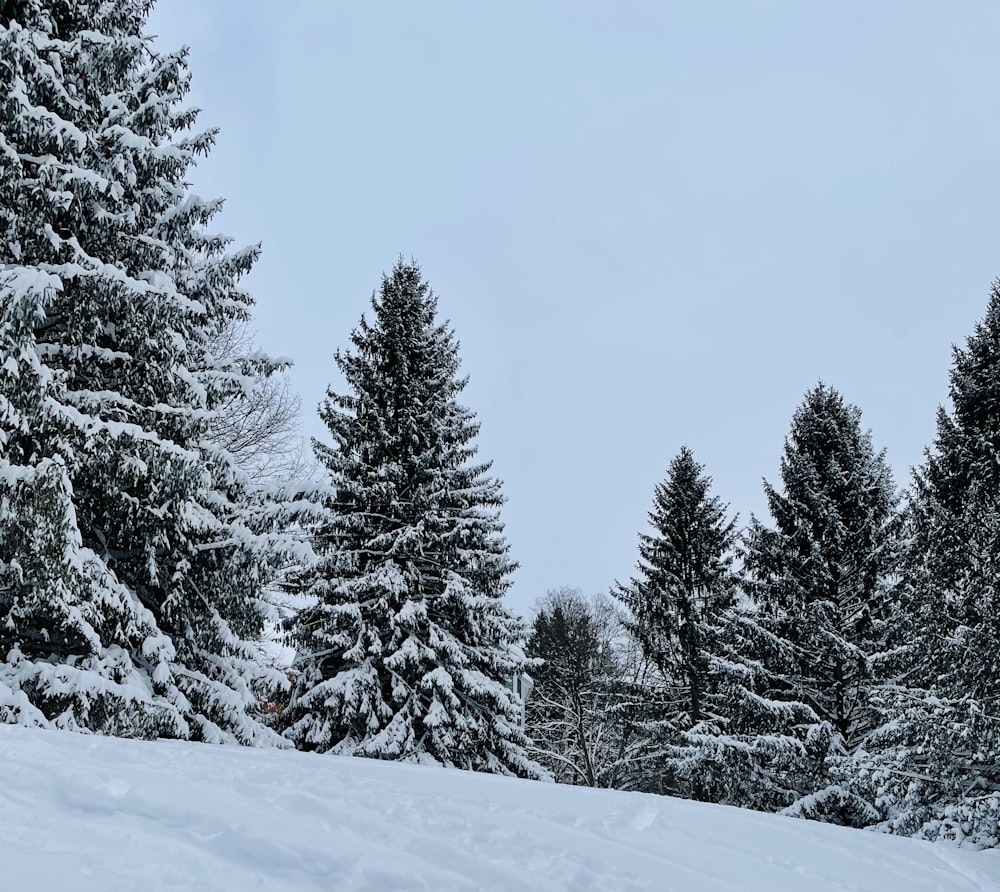 a snowy landscape with trees