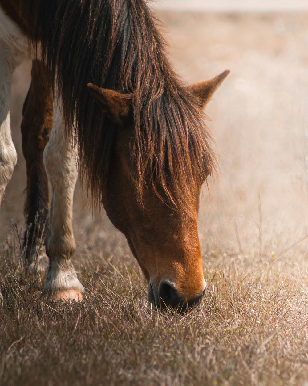 um cavalo comendo grama