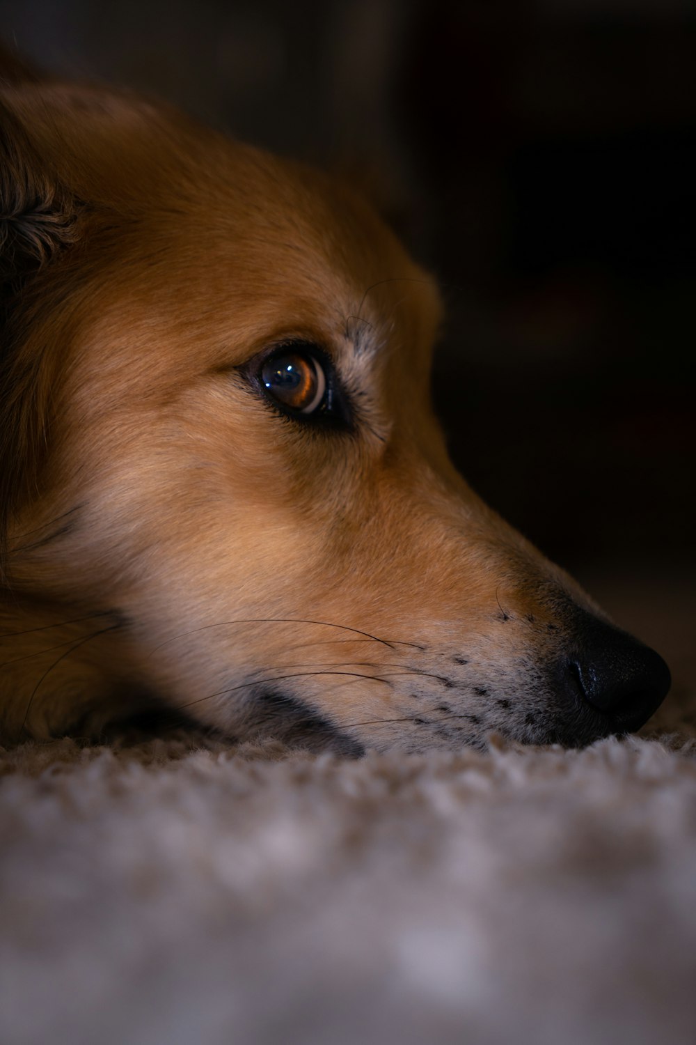 a dog lying on the ground