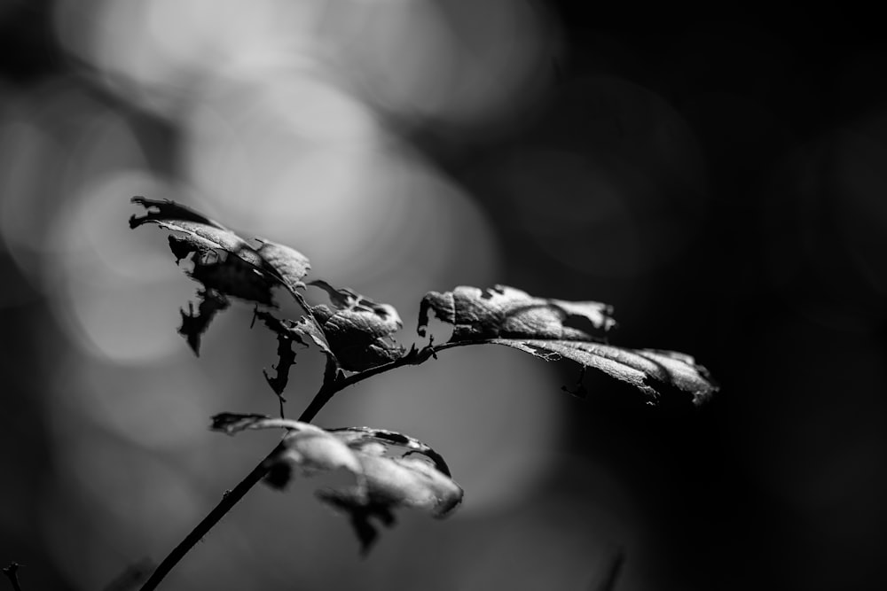 a group of ants carrying a plant